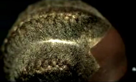 R. Kelly's golden doo